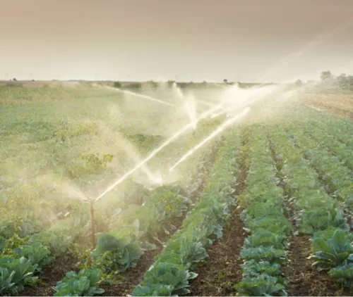 Pequeña agricultura